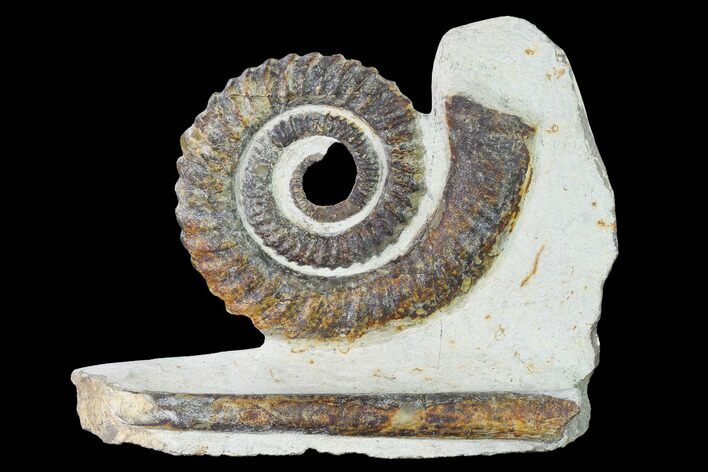 Early Devonian Ammonite (Anetoceras) - Tazarine, Morocco #154320